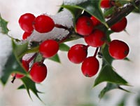 holly berries